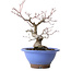 Acer palmatum, 23 cm, ± 20 anni, con nebari di 8 cm