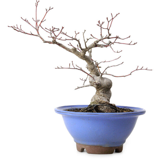 Acer palmatum, 23 cm, ± 20 anni, con nebari di 8 cm