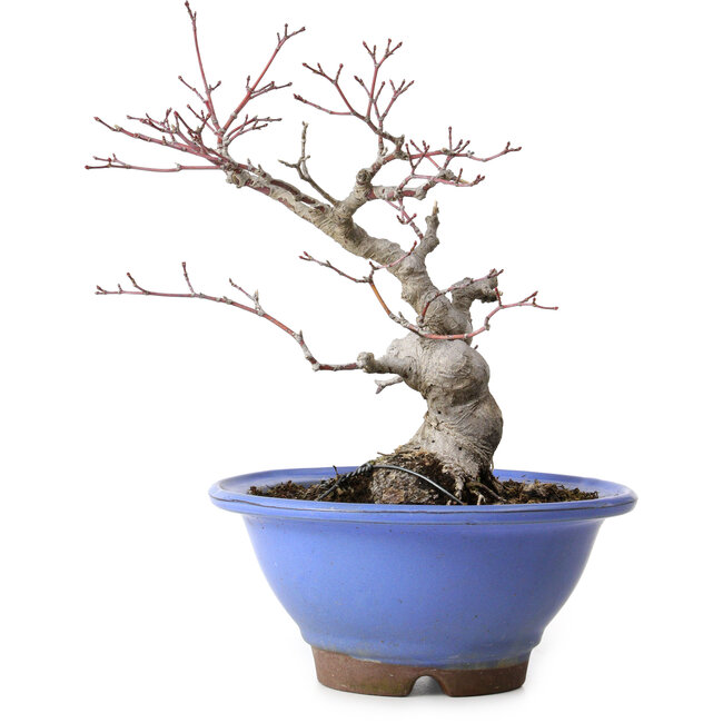 Acer palmatum, 23 cm, ± 20 jaar oud, met een nebari van 8 cm