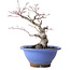 Acer palmatum, 23 cm, ± 20 jaar oud, met een nebari van 8 cm
