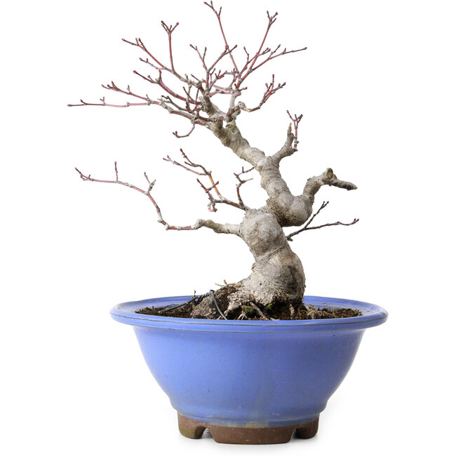 Acer palmatum, 23 cm, ± 20 jaar oud, met een nebari van 8 cm