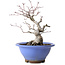Acer palmatum, 23 cm, ± 20 anni, con nebari di 8 cm