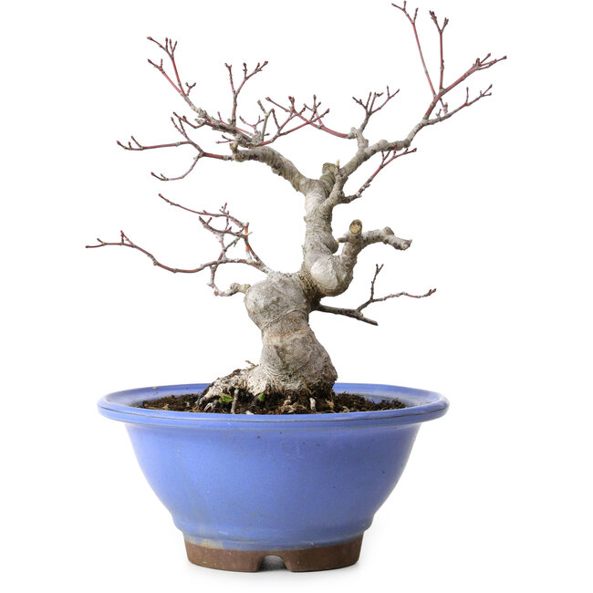 Acer palmatum, 23 cm, ± 20 anni, con nebari di 8 cm