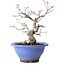Acer palmatum, 23 cm, ± 20 jaar oud, met een nebari van 8 cm