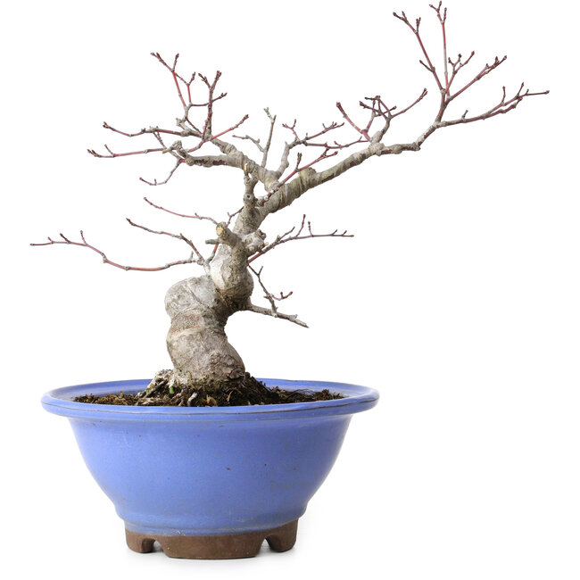 Acer palmatum, 23 cm, ± 20 anni, con nebari di 8 cm