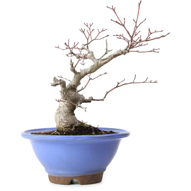 Acer palmatum, 23 cm, ± 20 anni, con nebari di 8 cm