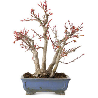 Acer palmatum, 23 cm, ± 20 Jahre alt