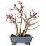 Acer palmatum, 23 cm, ca. 20 Jahre alt, mit einem Wurzelhals von 7 cm