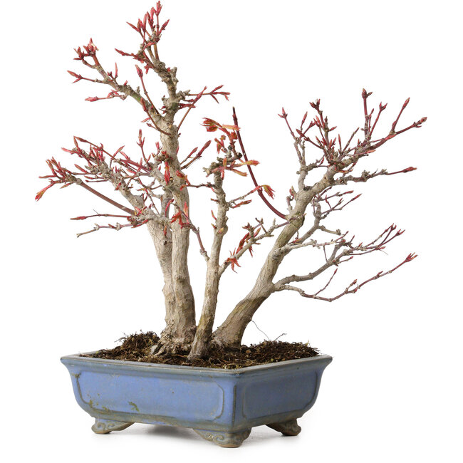 Acer palmatum, 23 cm, ± 20 anni, con nebari di 7 cm