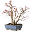 Acer palmatum, 23 cm, ± 20 years old, with a nebari of 7 cm