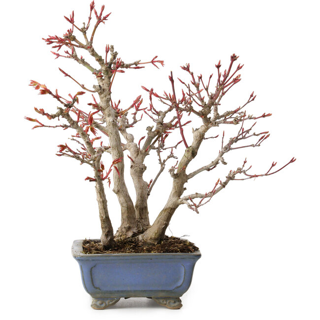 Acer palmatum, 23 cm, ± 20 years old, with a nebari of 7 cm