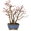 Acer palmatum, 23 cm, ± 20 años, con un nebari de 7 cm