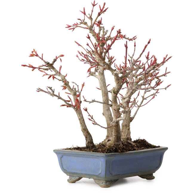 Acer palmatum, 23 cm, ± 20 anni, con nebari di 7 cm
