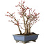 Acer palmatum, 23 cm, ± 20 años, con un nebari de 7 cm