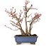 Acer palmatum, 23 cm, ± 20 anni, con nebari di 7 cm