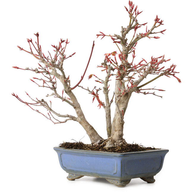 Acer palmatum, 23 cm, ± 20 años, con un nebari de 7 cm