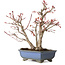 Acer palmatum, 23 cm, ca. 20 Jahre alt, mit einem Wurzelhals von 7 cm