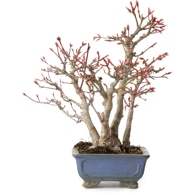 Acer palmatum, 23 cm, ± 20 years old, with a nebari of 7 cm
