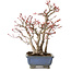 Acer palmatum, 23 cm, ± 20 anni, con nebari di 7 cm