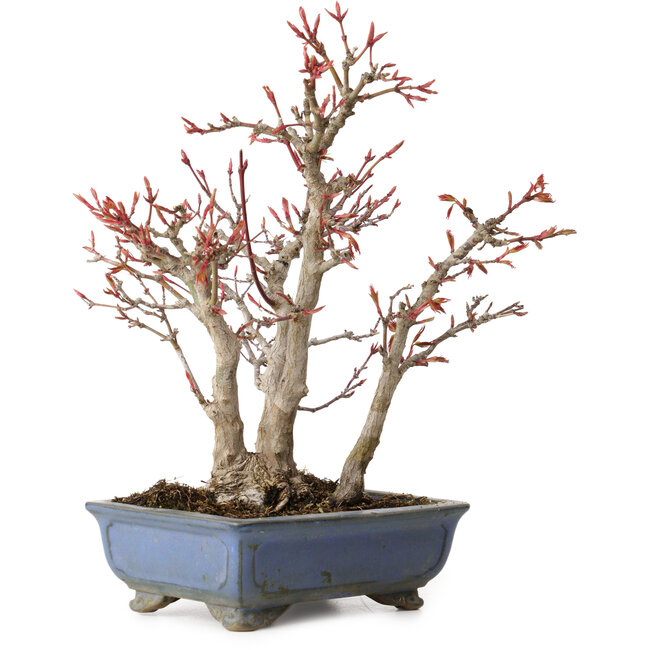 Acer palmatum, 23 cm, ± 20 ans, avec un nebari de 7 cm