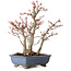 Acer palmatum, 23 cm, ± 20 años, con un nebari de 7 cm