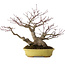 Acer palmatum, 25 cm, ± 25 anni, in vaso giapponese fatto a mano da Hattori, con nebari di 11 cm
