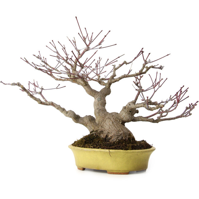 Acer palmatum, 25 cm, ± 25 anni, in vaso giapponese fatto a mano da Hattori, con nebari di 11 cm