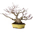 Acer palmatum, 25 cm, ± 25 anni, in vaso giapponese fatto a mano da Hattori, con nebari di 11 cm