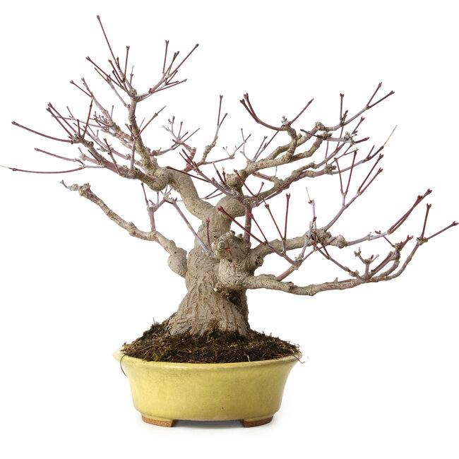 Acer palmatum, 25 cm, ± 25 anni, in vaso giapponese fatto a mano da Hattori, con nebari di 11 cm