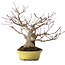 Acer palmatum, 25 cm, ± 25 anni, in vaso giapponese fatto a mano da Hattori, con nebari di 11 cm