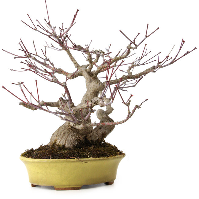 Acer palmatum, 25 cm, ± 25 anni, in vaso giapponese fatto a mano da Hattori, con nebari di 11 cm