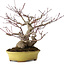 Acer palmatum, 25 cm, ± 25 anni, in vaso giapponese fatto a mano da Hattori, con nebari di 11 cm