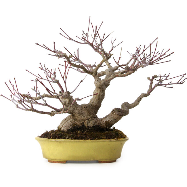 Acer palmatum, 25 cm, ± 25 anni, in vaso giapponese fatto a mano da Hattori, con nebari di 11 cm