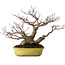 Acer palmatum, 25 cm, ± 25 anni, in vaso giapponese fatto a mano da Hattori, con nebari di 11 cm