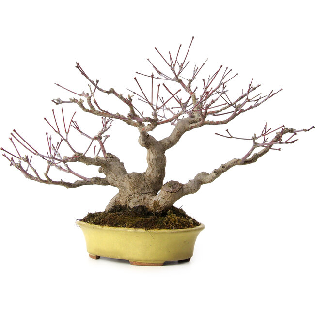 Acer palmatum, 25 cm, ± 25 anni, in vaso giapponese fatto a mano da Hattori, con nebari di 11 cm