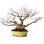 Acer palmatum, 25 cm, ± 25 anni, in vaso giapponese fatto a mano da Hattori, con nebari di 11 cm