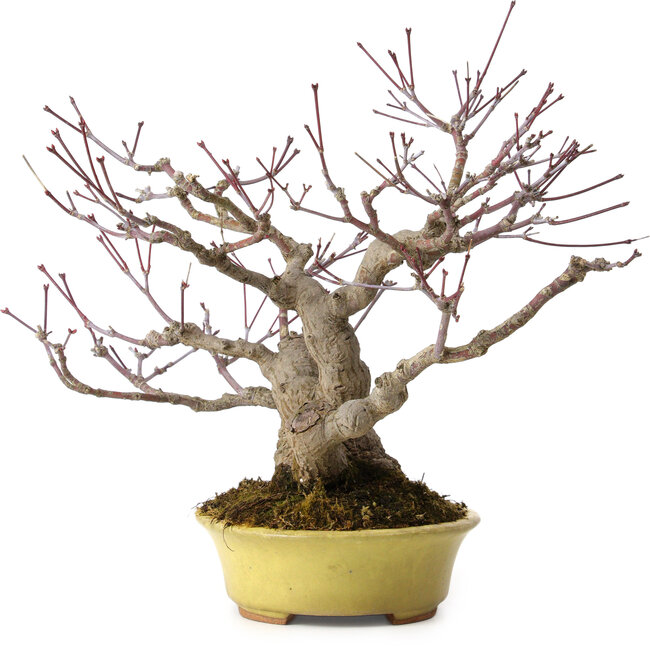 Acer palmatum, 25 cm, ± 25 anni, in vaso giapponese fatto a mano da Hattori, con nebari di 11 cm