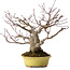 Acer palmatum, 25 cm, ± 25 anni, in vaso giapponese fatto a mano da Hattori, con nebari di 11 cm