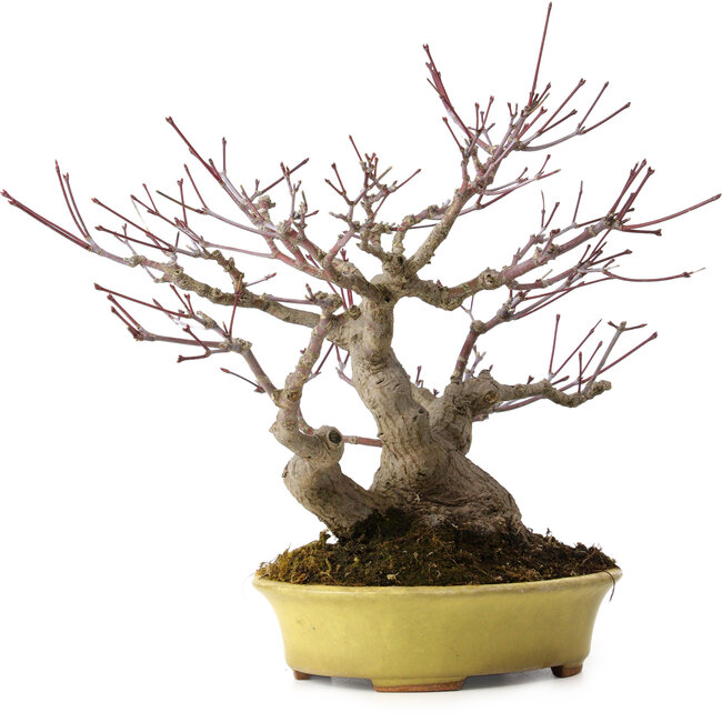 Acer palmatum, 25 cm, ± 25 anni, in vaso giapponese fatto a mano da Hattori, con nebari di 11 cm