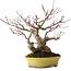 Acer palmatum, 25 cm, ± 25 anni, in vaso giapponese fatto a mano da Hattori, con nebari di 11 cm
