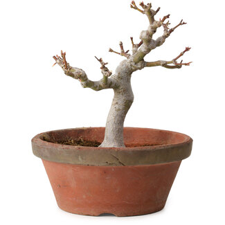 Acer palmatum, 26 cm, ± 15 años de edad