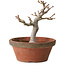 Acer palmatum, 26 cm, ± 15 años, con un nebari de 6 cm