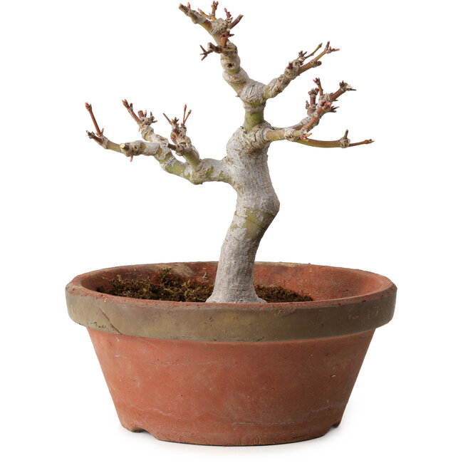 Acer palmatum, 26 cm, ± 15 years old, with a nebari of 6 cm
