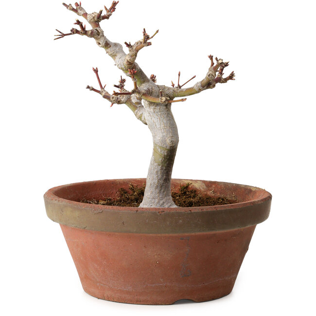 Acer palmatum, 26 cm, ± 15 años, con un nebari de 6 cm