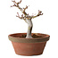 Acer palmatum, 26 cm, ± 15 years old, with a nebari of 6 cm