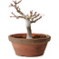 Acer palmatum, 26 cm, ± 15 anni, con nebari di 6 cm