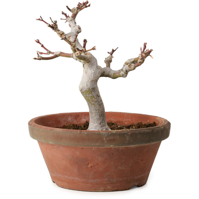 Acer palmatum, 26 cm, ± 15 años, con un nebari de 6 cm