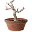 Acer palmatum, 26 cm, ± 15 años, con un nebari de 6 cm