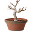 Acer palmatum, 26 cm, ± 15 ans, avec un nebari de 6 cm