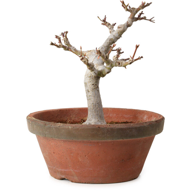 Acer palmatum, 26 cm, ± 15 anni, con nebari di 6 cm